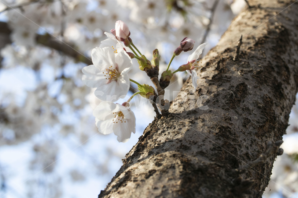 봄,꽃,flower,spring,plant,벚꽃