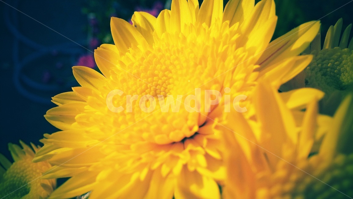 꽃,식물,flower,blossom,plant,식물,자연,plants,nature,꽃,flower