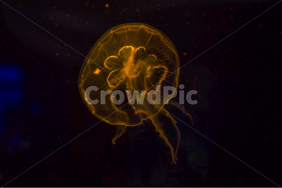 해파리,야광해파리,바다,해저,jellyfish,동물,animal