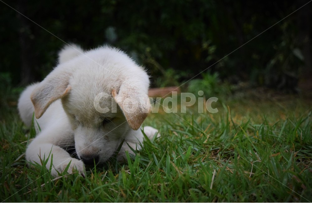 강아지,애완동물,귀여움,초록,하얀색,작은,배경화면,dog,dogs,puppy,pet,animal,cute,green,nature,pretty,little,white,동물,animal,포유류,mammal,개,강아지,dog,doggy