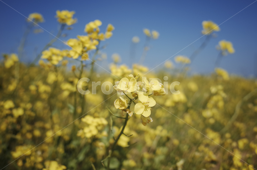 유채꽃,유채,봄꽃,봄,노란꽃,yellow,green,flower,꽃,plant,식물,초록