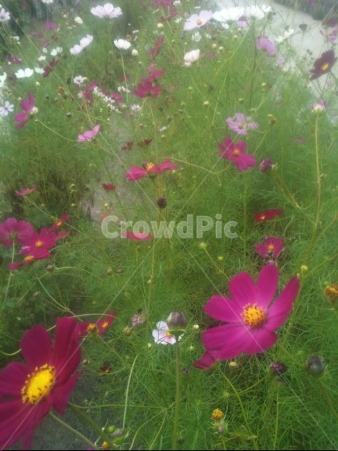 코스모스,가을,꽃,식물,flower,식물,자연,plants,nature,꽃,flower