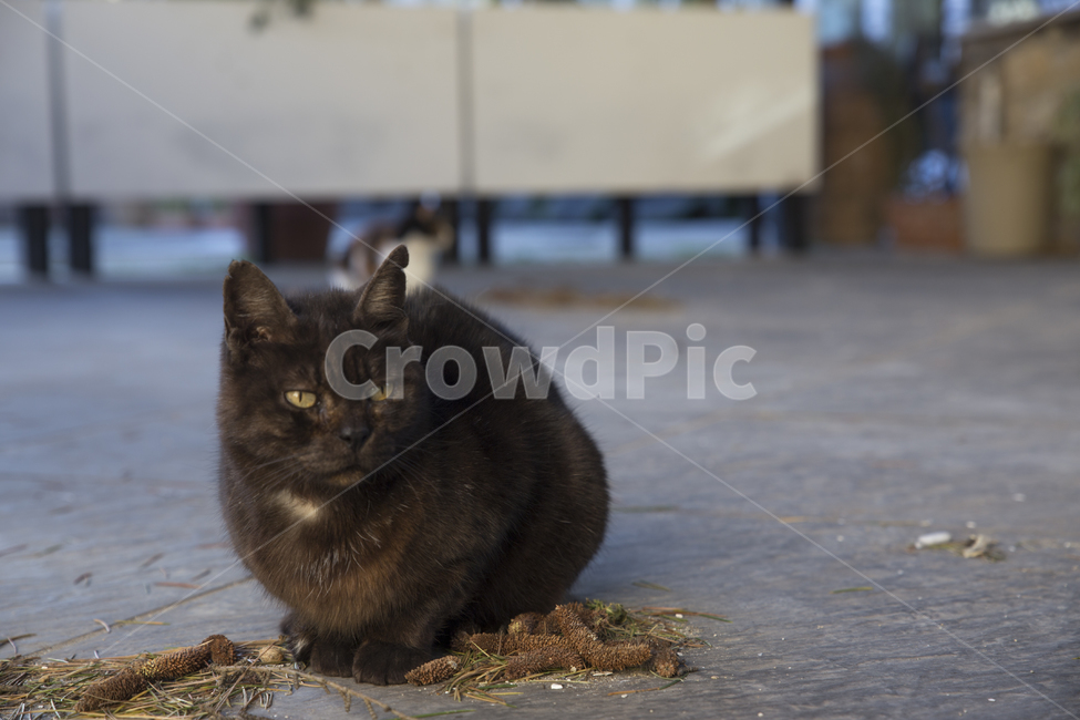 고양이,cat,길냥이,동물,straycat,동물,animal,포유류,mammal,고양이,cat,kitten,kitty