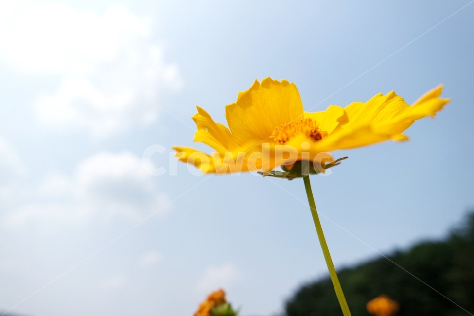 꽃,꽃사진,자연,식물,꽃배경,식물,자연,plants,nature,꽃,flower