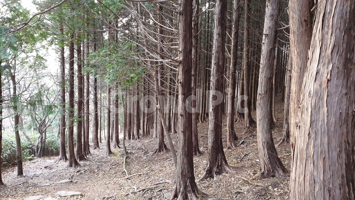 숲,나무,산,초목,식물,자연,작은숲,나무,trees,wood