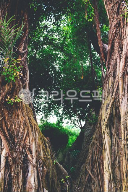 tree,나무,숲,자연,뿌리,꽃,가지,큰나무