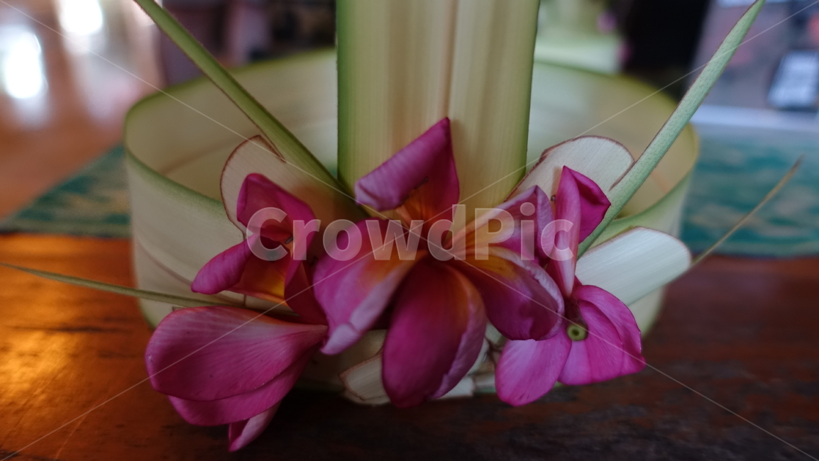 plant,식물,blossom,flower,꽃,왕관,화관,crown,휴양지,휴가,vacation,프란지파니,frangipani