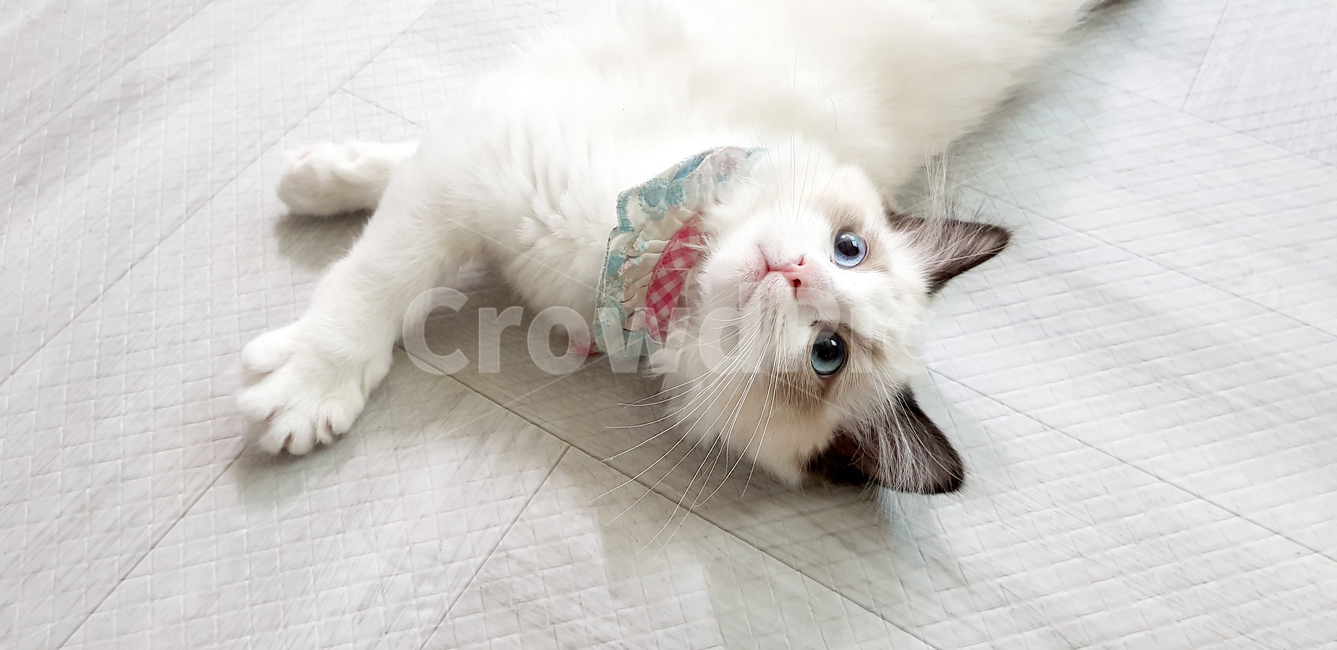 고양이,cat,pet,애완동물,랙돌,렉돌,아기고양이,새끼고양이,regdoll