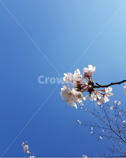 pollen,plant,식물,벚꽃나무,spring,봄,flower,꽃,벚꽃,blossom,cherryblossom,봄하늘,skyofspring