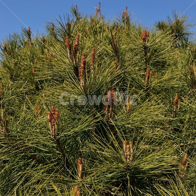 tree,나무,plant,식물,소나무,하늘,하늘색,초록색,감성사진,자연,nature
