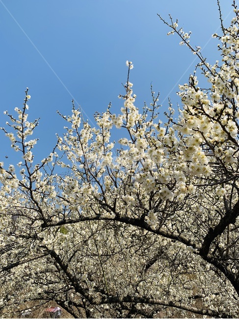 매화,매화나무,매화꽃,자연,풍경,나무,하얀꽃,plant,식물,봄,계절,spring,season