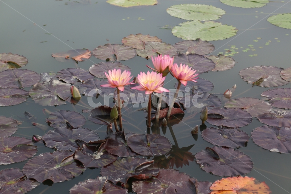 핑크,꽃,연꽃,자연,연못,식물,자연,plants,nature,꽃,flower
