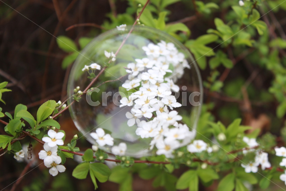 plant,식물,flower,꽃,비눗방울,bubble