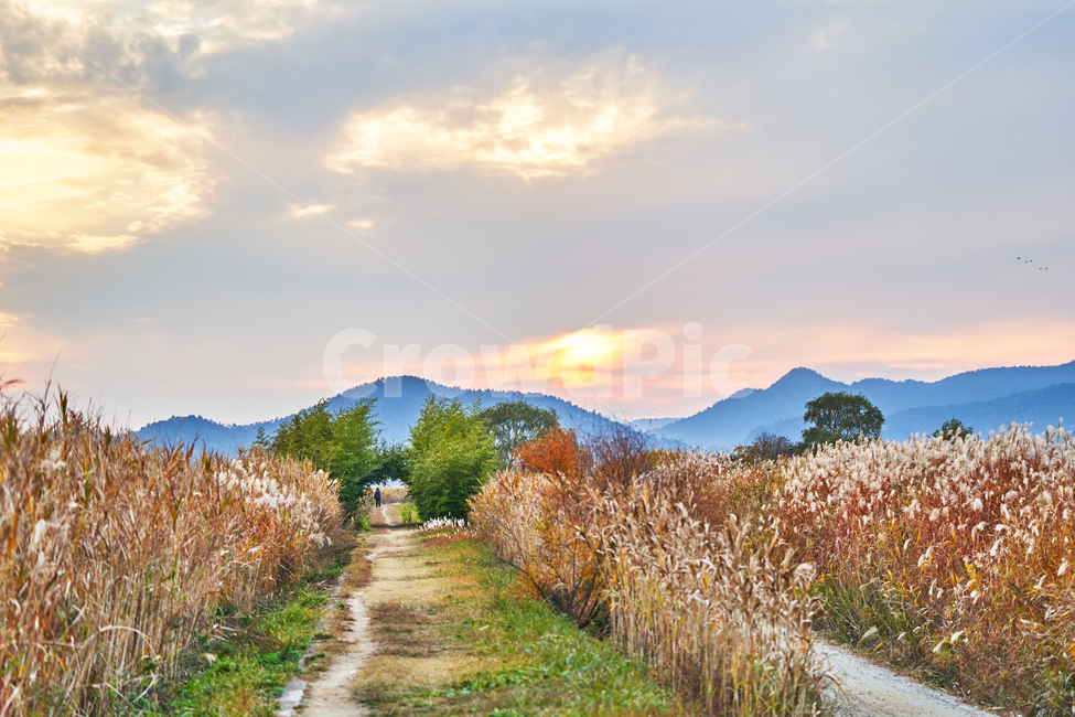 순천만습지,갈대,가을,자연,풍경,순천,순천만,갈대밭,자연,풍경,nature,landscape,outdoors,옥외
