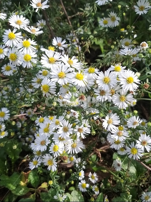쑥꽃,blossom,식물,꽃,flower,데이지,plant,daisies,식물,자연,plants,nature,꽃,flower