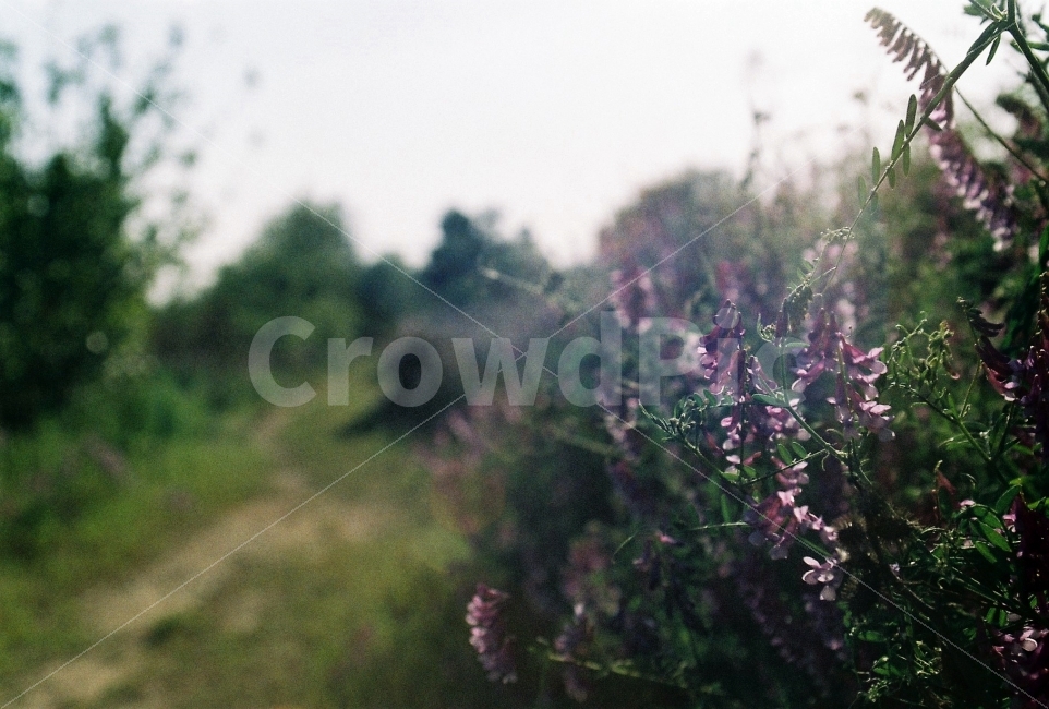 부처꽃,꽃,감성,필름사진,느낌,휴식,힐링,rest,relaxation,healing,식물,자연,plants,nature,꽃,flower,감성,sensible,feeling