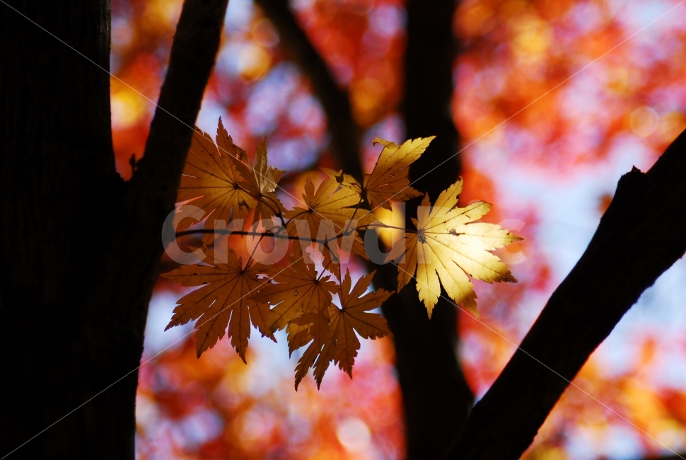 단풍,노란단풍,가을,가을풍경,fall,가을,계절,fall,autumn,season,식물,자연,plants,nature,나무,trees,wood,leaf,잎,plant,tree,maple
