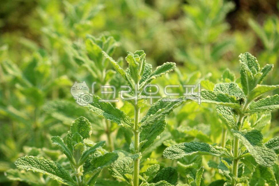 mint,민트,herbs,식물,plant,허브,herb,파인애플민트,식물,자연,plants,nature,꽃,flower