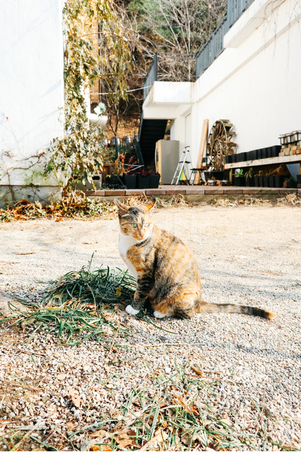 고양이,길고양이,길냥이,cat,냥이,동물,냥냥펀치,동물,animal,포유류,mammal,고양이,cat,kitten,kitty