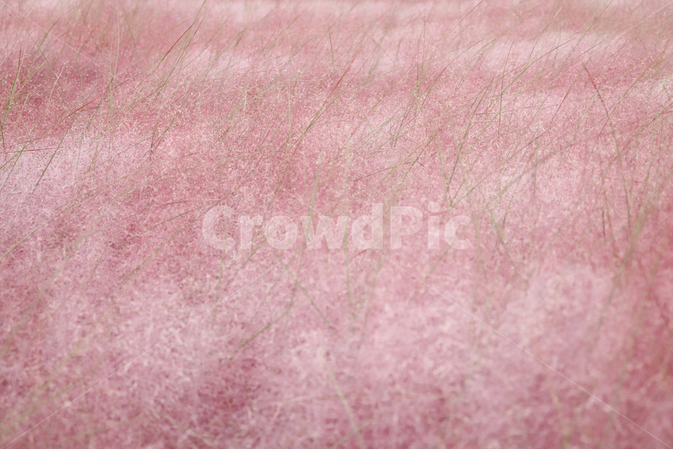 핑크뮬리,핑크,분홍,자연,감성,가을,계절,fall,autumn,season,식물,자연,plants,nature,linen,리넨