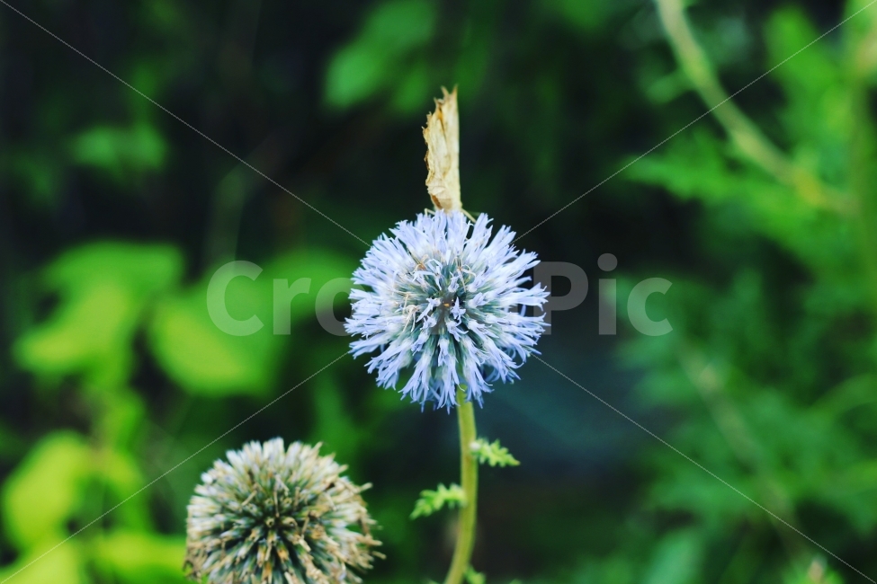 나비,꽃,자연,풍경,산책,식물,자연,plants,nature,꽃,flower,감성,sensible,feeling