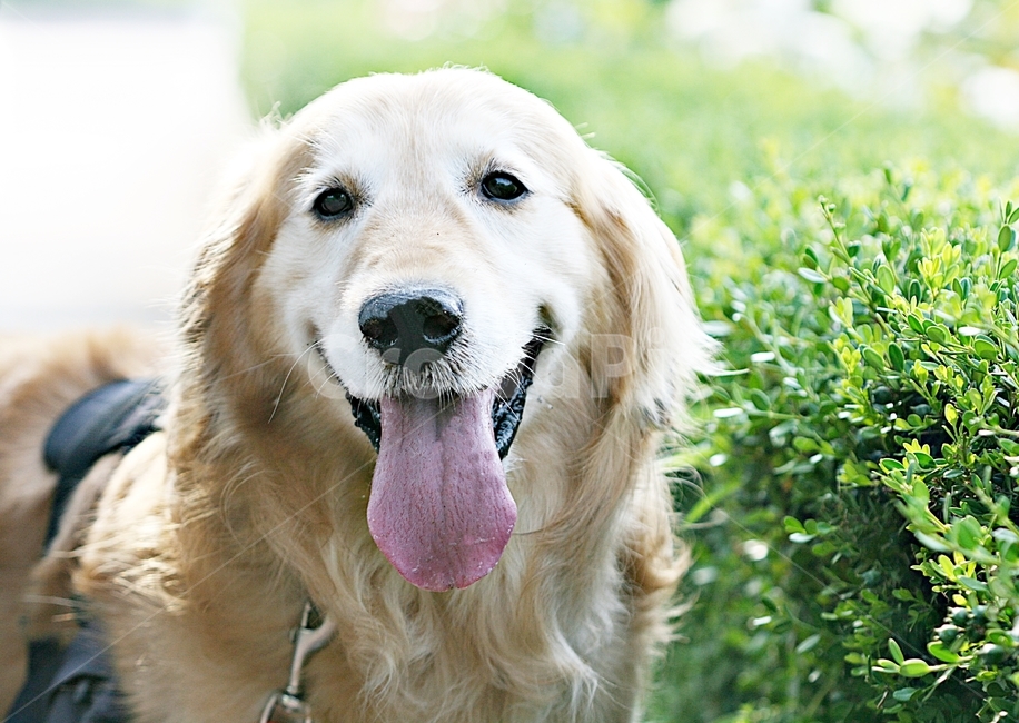 puppy,background,Incheon Grand Park,dog,pet dog