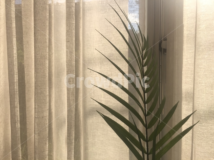 식물,실내,커튼,모던,mood,식물,자연,plants,nature,감성,sensible,feeling,인테리어,실내디자인,interior design