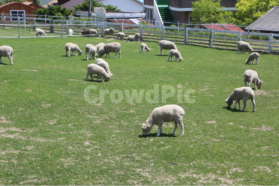 양,양목장,양농장,양구이,애기양,동물,animal,포유류,mammal,산업,industry,industrial,목축업,목장,livestock farming,ranching,pasture