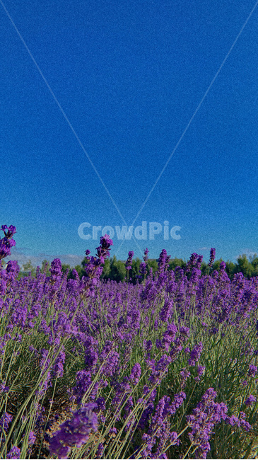 라벤더,꽃,보라색,japan,팜도미타,farmdomita,라벤더축제,삿포로,flower,배경,봄,여름,자연
