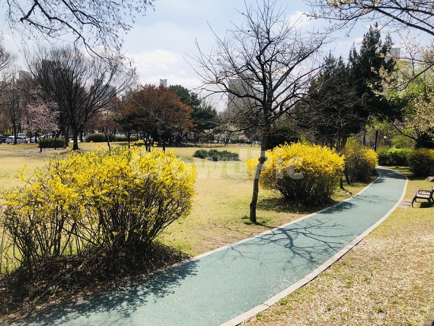 flower,forsythia,spring,꽃,봄,개나리,식물,plant,나무,tree,yellow