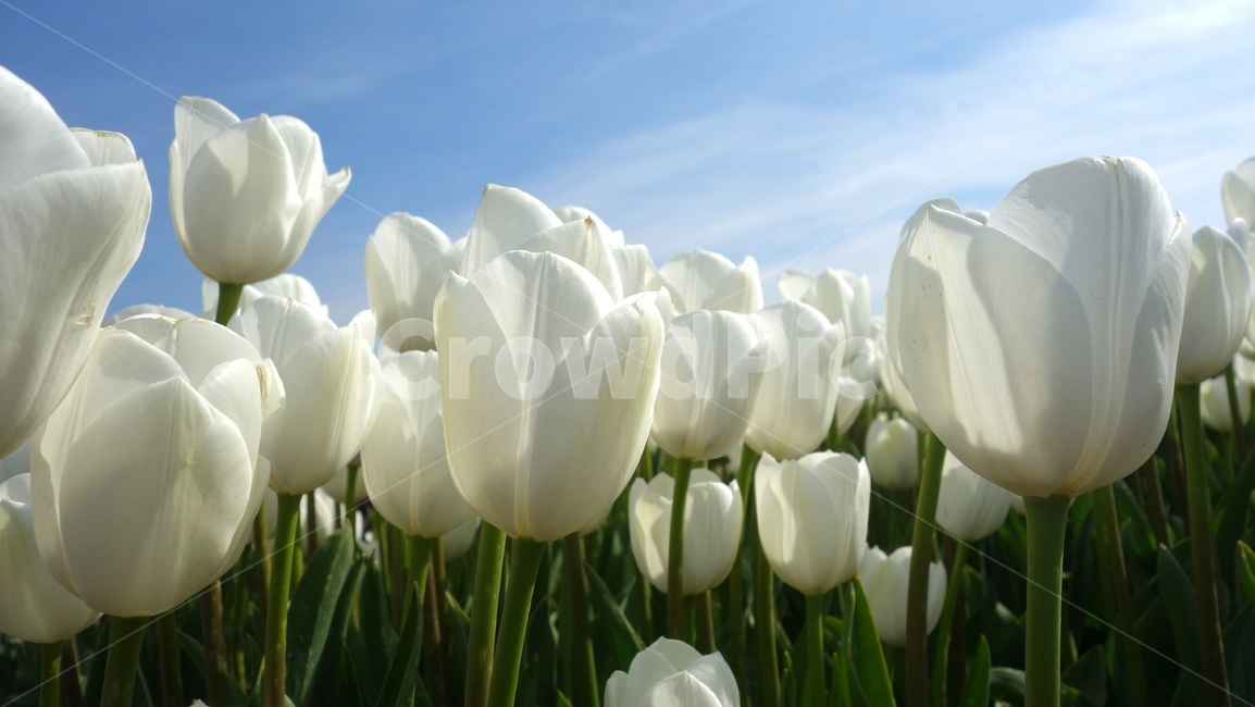 꽃,풍경,경치,자연,튤립,꽃다발,식물,봄,flower,plant,blossom
