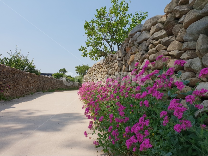 꽃,돌담길,핑크,봄,풍경,외암민속마을,식물,자연,plants,nature,꽃,flower