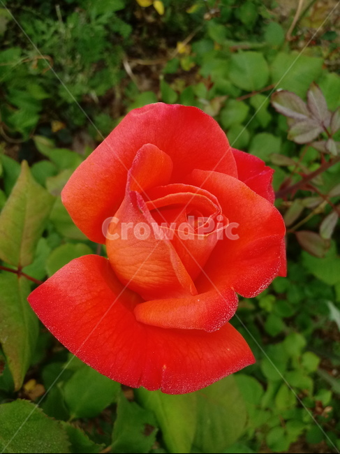 장미,장미꽃,플라워,식물,flower,로즈