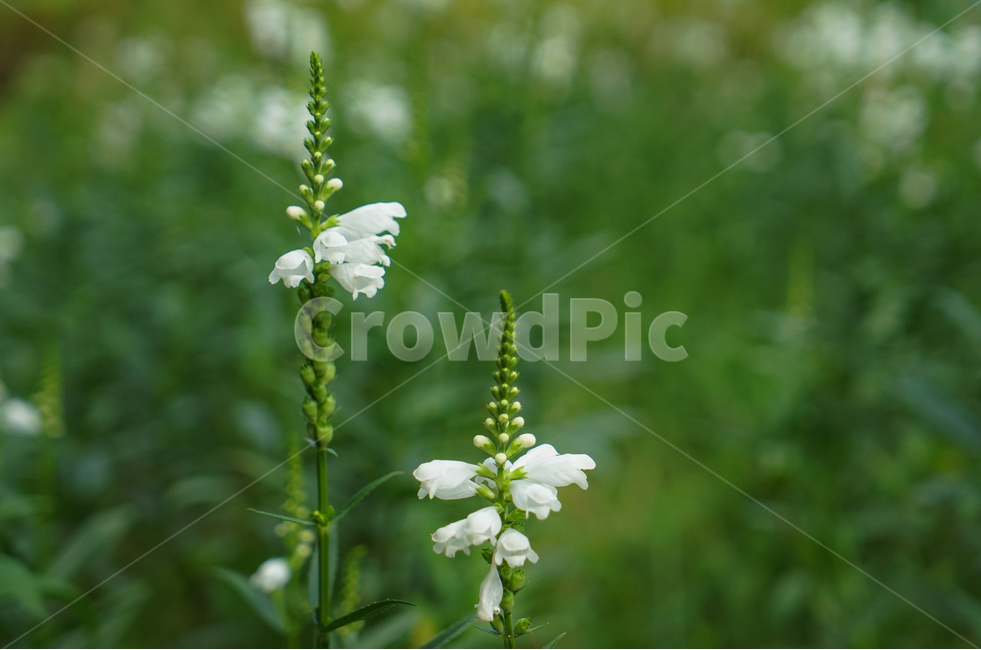 꽃,화초,식물,화단,백색꽃,은방울,방울,부케,식물,자연,plants,nature,꽃,flower