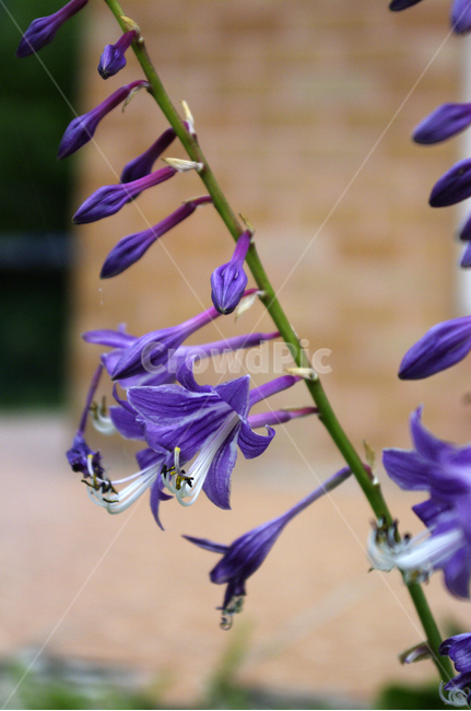 꽃,flower,식물,plant,비비추,식물,자연,plants,nature,꽃,flower