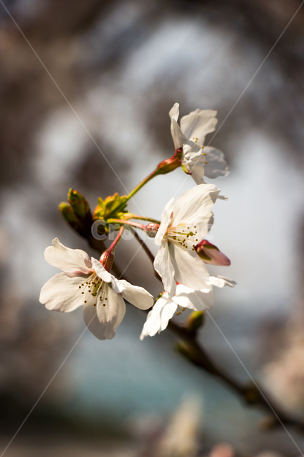 꽃,봄,접사,식물,나무,아웃포커싱,flower,plant,tree,outforcusing,spring,자연환경,자연,새싹,nature,따뜻함,warm,봄,계절,spring,season,식물,자연,plants,nature,꽃,flower