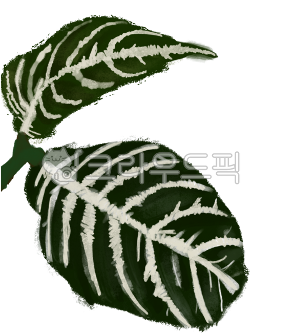 Plants,plant drawings,leaves,leaves,plant illustrations