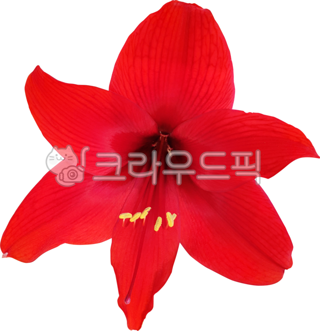 꽃,꽃잎,벨라도나수선속,아마릴리스,백합,레드,빨강,블로섬,개화,식물,꽃밥,flower,petal,amaryllis,belladonna,lily,red,blossom,flowering,plant,anther
