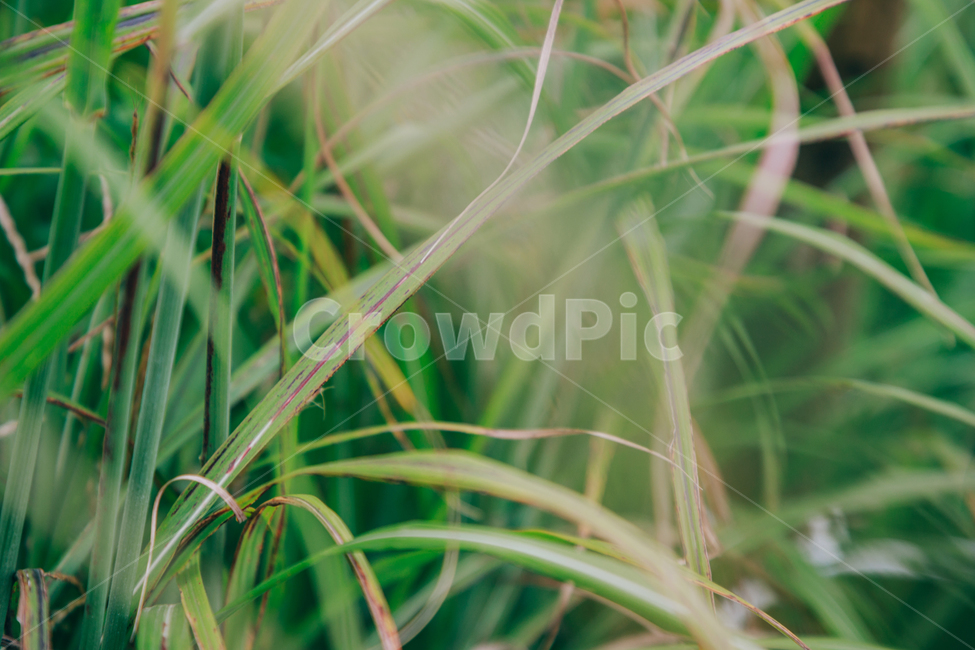 갈대,가을,식물,자연,초록,억새,식물,자연,plants,nature