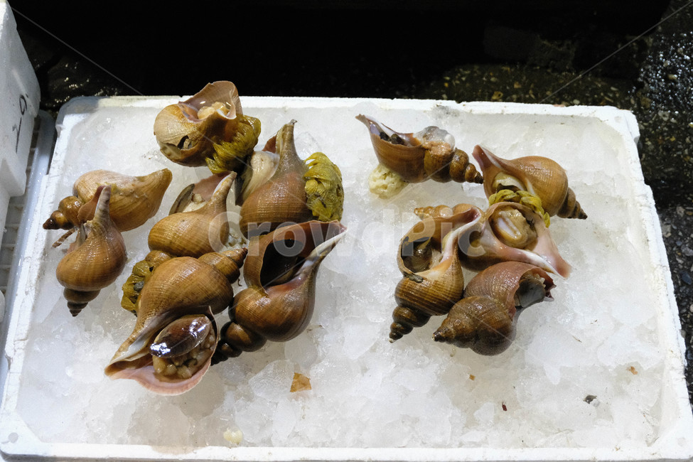 소라,고둥,수산시장,어패류,아이스박스,시장,마트,마켓,market,mart,market place,음식,식재료,요리,food,cook,meal,dishes,food reserves,수산물,해산물,fishery products,seafood