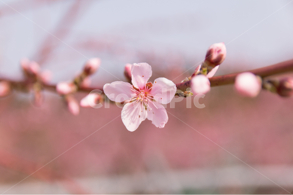 복사꽃,복숭아꽃,나뭇가지,봄꽃,꽃송이,벚나무,벚꽃,과일나무,과수원,꽃잎,분홍색,분홍,핑크,아름다운,예쁜,어여쁜,자연,꽃봉오리,봄,나무,복숭아나무,생동하는,개화,만개한,만발한,계절