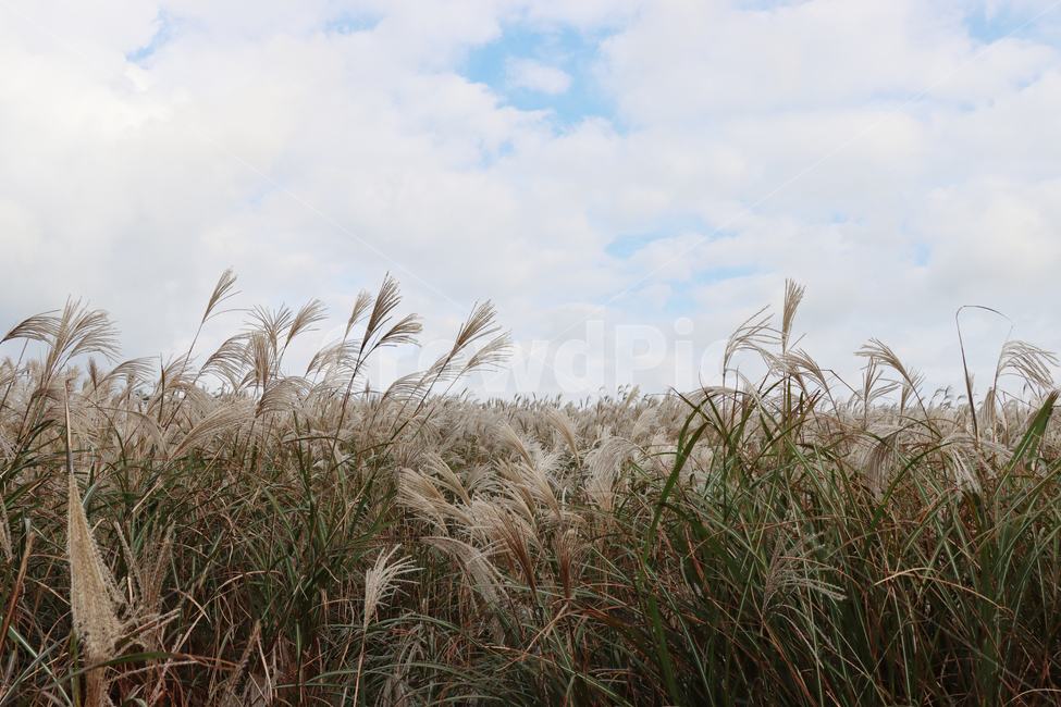 산굼부리,갈대,풍경,자연,식물,plant,grass,reed,nature,가을,계절,fall,autumn,season