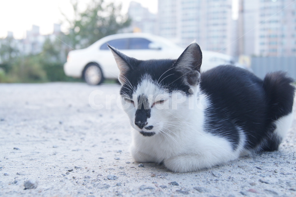고양이,누움,점박이,쫑긋,수염,흰색,검은색,눈빛,고양이눈,cat,lie,spottedanimal,sptted,cocking,mustache,white,black,eyecontact,cateye,잠,sleep,동물,animal,포유류,mammal,고양이,cat,kitten,kitty