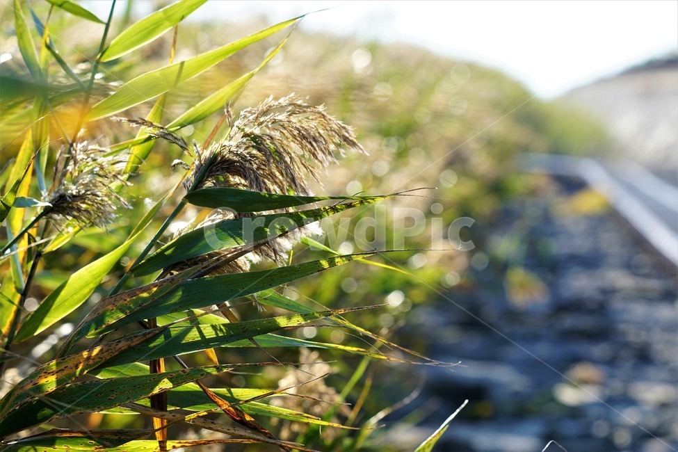 가을,갈대,식물,자연,길,하늘,빛,초록,감성,sky,nature,green,fall,autumn,season,가을,계절,fall,autumn,season,grass,잔디,plant