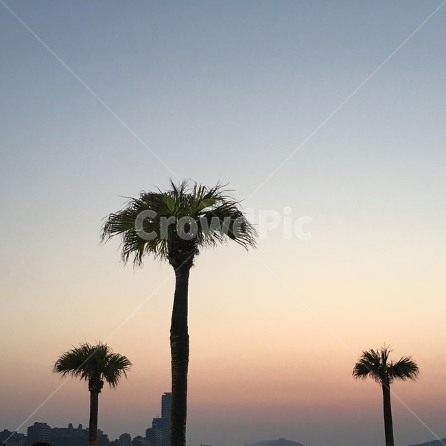 노을,선셋,일몰,해질녘,나무,tree,sunset