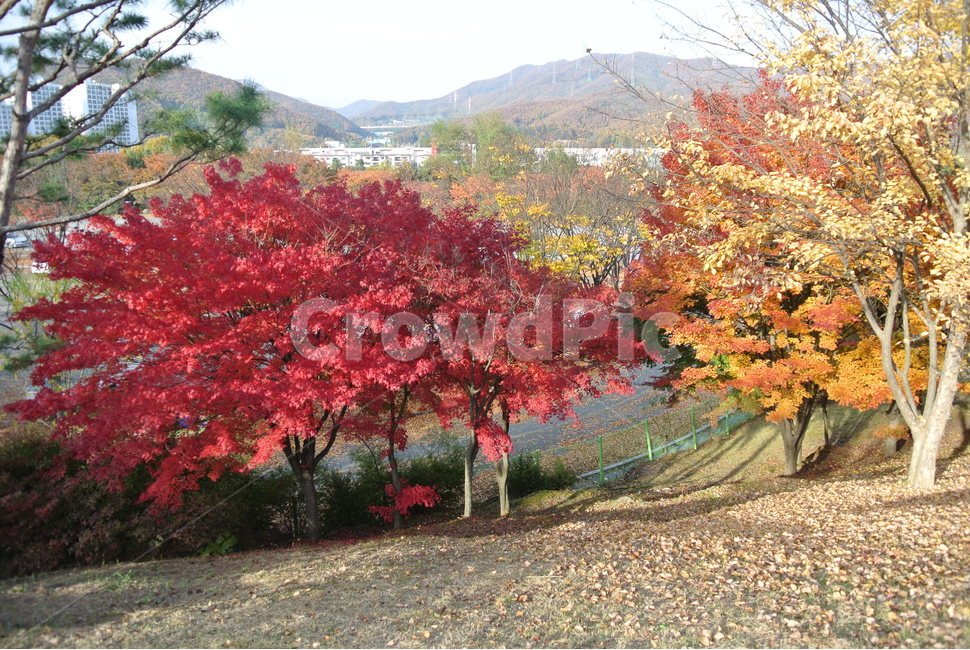 나무,plant,식물,maple,단풍,tree,가을,빨강노랑,가을,계절,fall,autumn,season