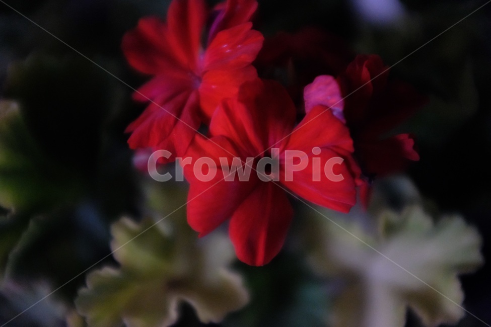 분위기,꽃,빨강,어두운,감성,식물,자연,plants,nature,꽃,flower