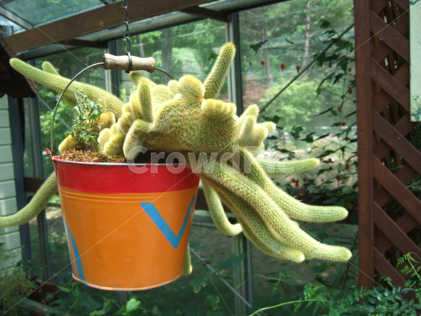 소품,장식품,인테리어,작은소품,선인장,interior,prop,cactus,식물,자연,plants,nature