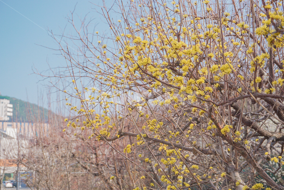 산수유나무,산수유꽃,꽃,식물,노란꽃,봄,계절,spring,season,식물,자연,plants,nature,꽃,flower,plant,tree,나무