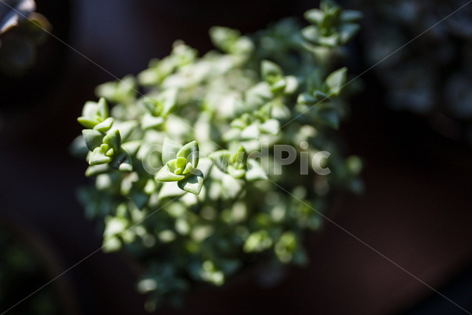 botanical,plant,다육식물,식물,화분,식물,자연,plants,nature,실내용화초,화분,화초,house plant,감성,sensible,feeling